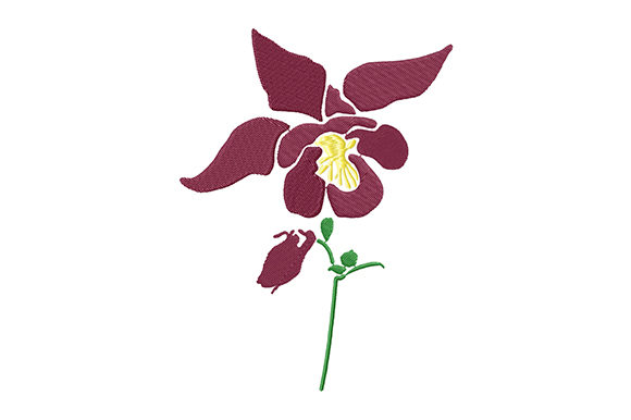 Burgundy Columbine Flower