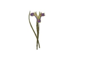 Iris Tuberosa: A Boutique Sweatshirt Embroidery Review